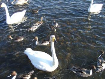 頭の黒い白鳥。存外に頭が悪い